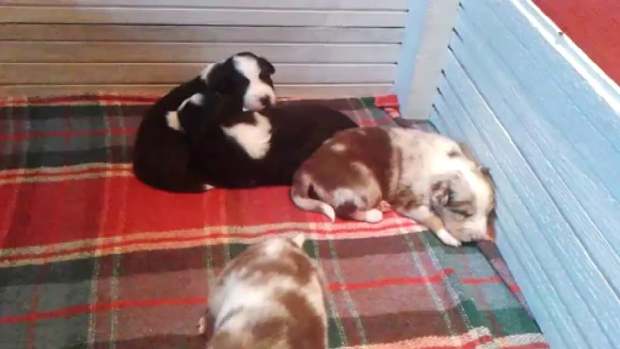 Chiots bergers australiens, portée du 23/10/2013