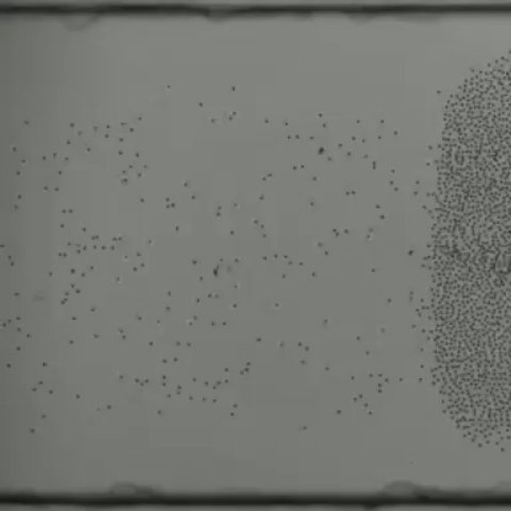 L'intelligence des mouvements collectifs :ordre et désordre