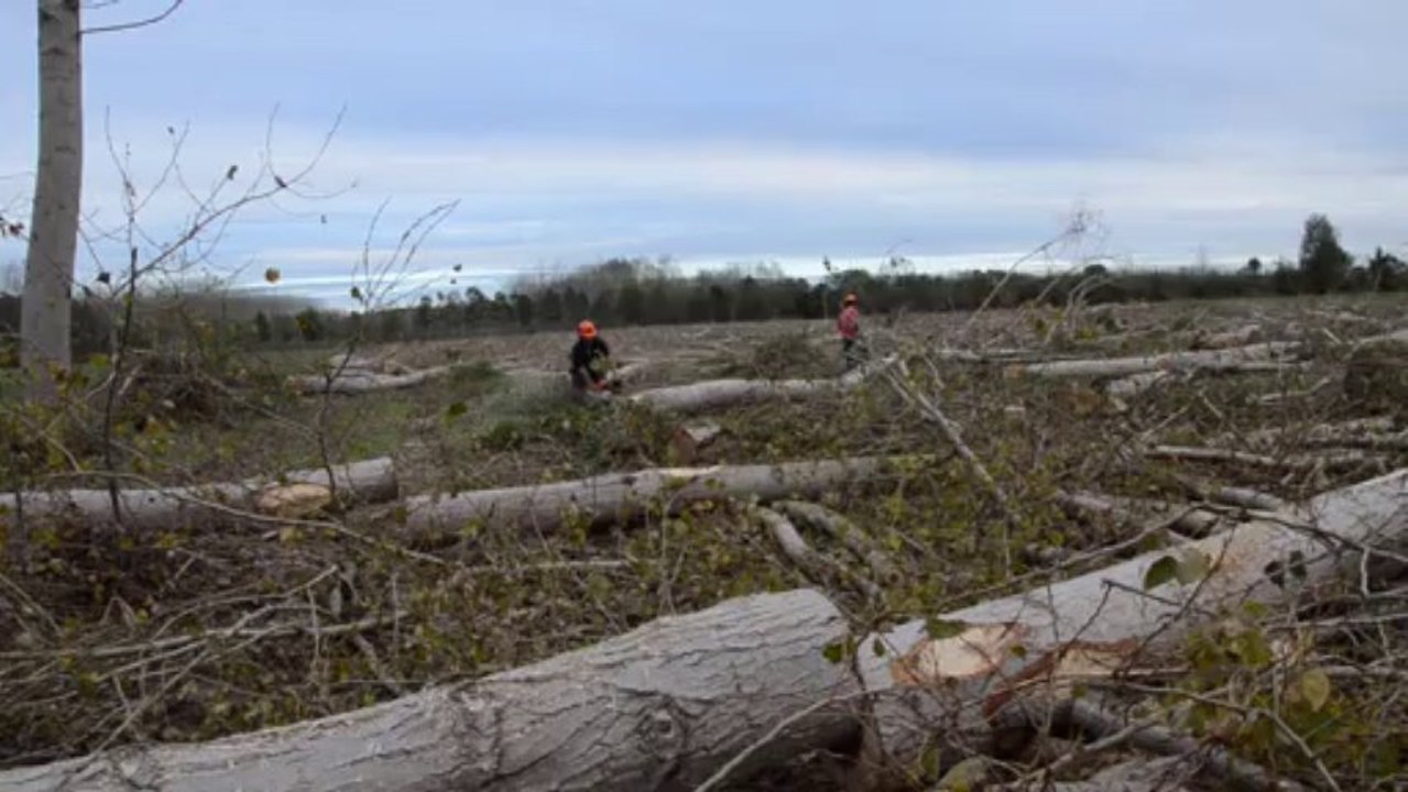 Les deux derniers peupliers de la rangée sont abattus