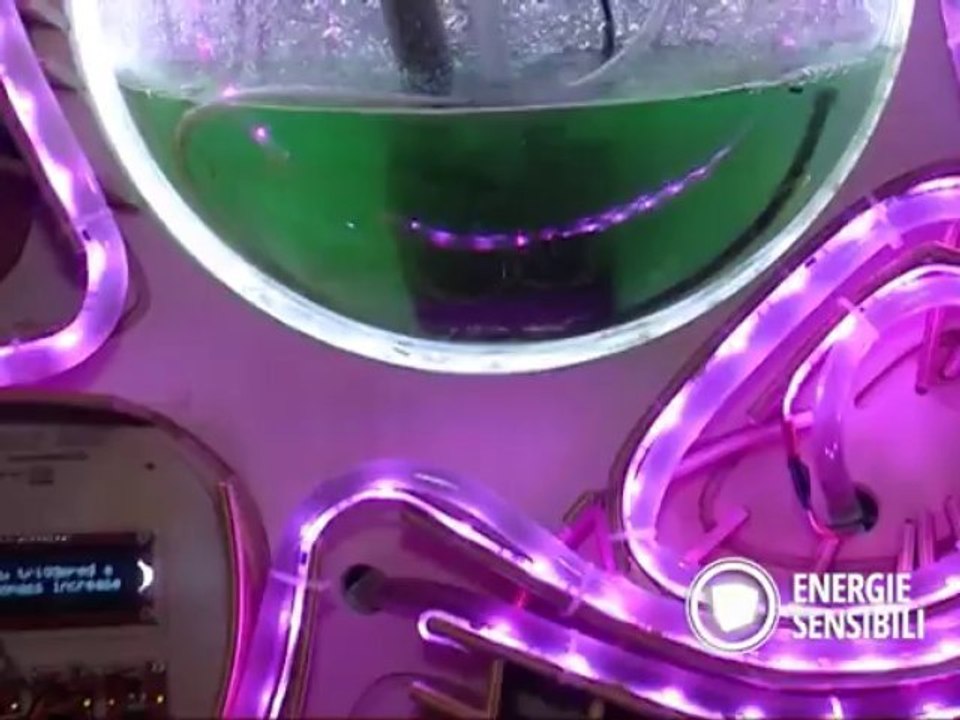 Water Lilly, come produrre energia dalle alghe