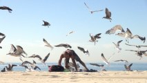 Blague : Invasion de mouettes sur la plage
