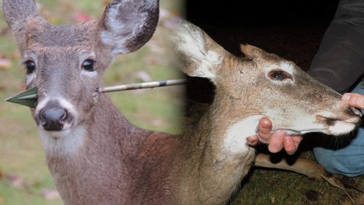 Sad Deer Rescued from Arrow Through Face
