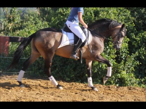 Vente de chevaux 34 , chevaux espagnols , couleurs, loisirs, club, poneys à la vente