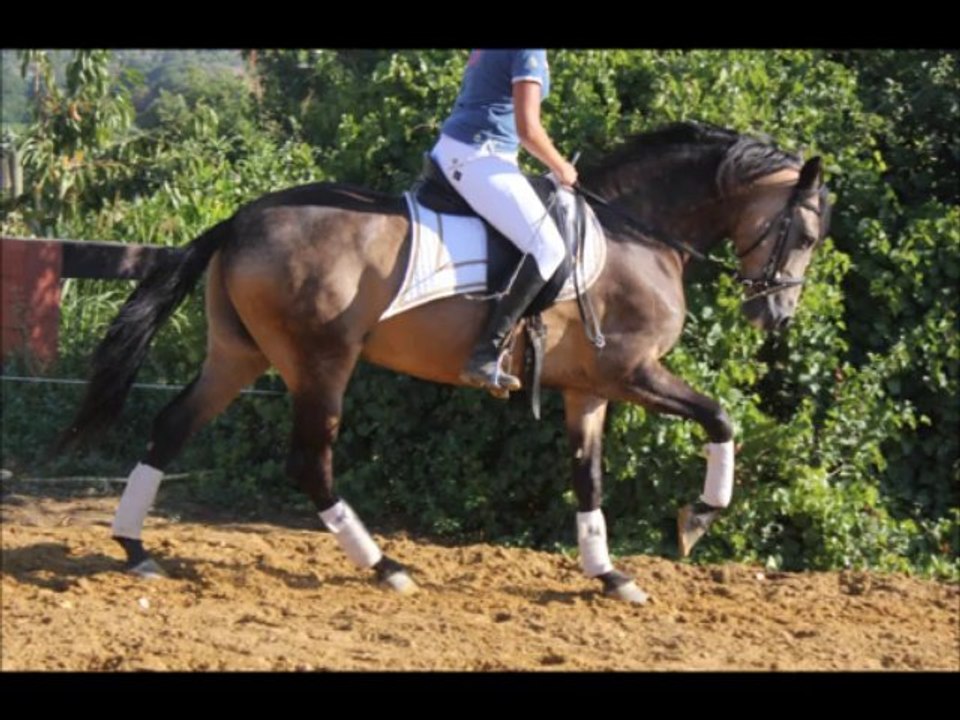 Vente de chevaux 34 , chevaux espagnols , couleurs, loisirs, club, poneys à la vente