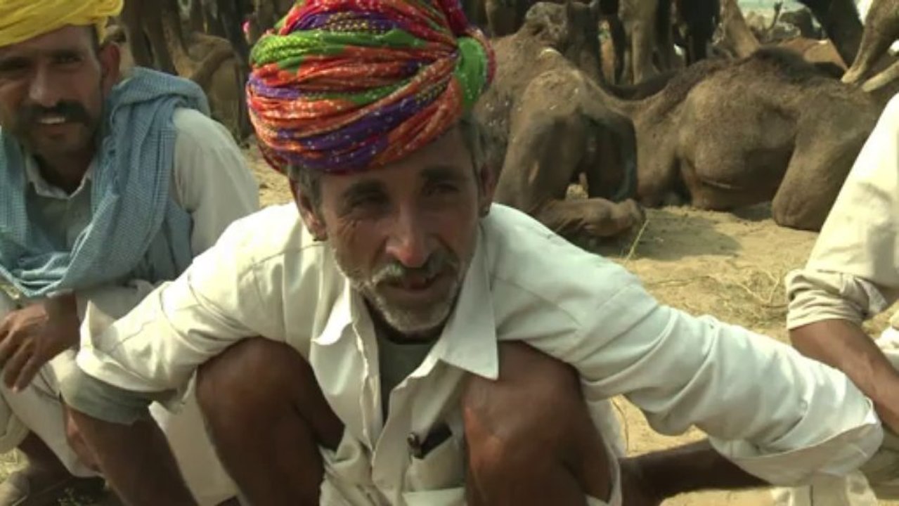 Indiens Kamel-Züchter bangen um ihre Zukunft