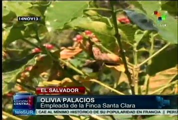 El café en El Salvador en peligro por la extensión de la roya