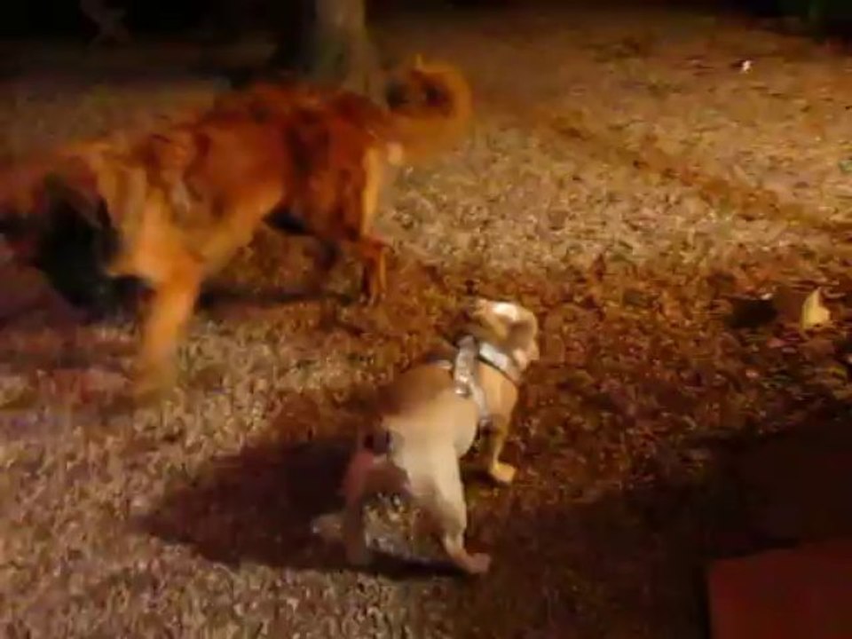 Rencontre entre un chio Bulldog Anglais et un chiot Leonberg :)