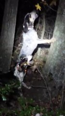 Blu and Pepper tree #2  Friday 11/08/2013