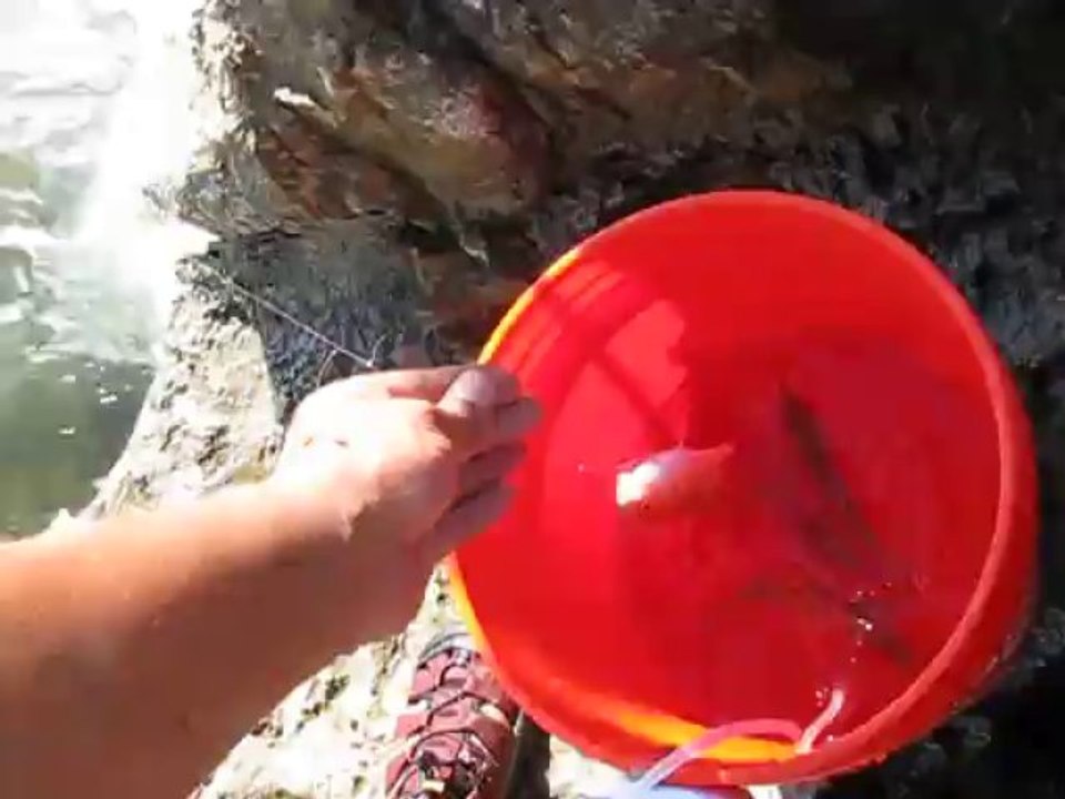 DESTIN FLORIDA CANLI YEM