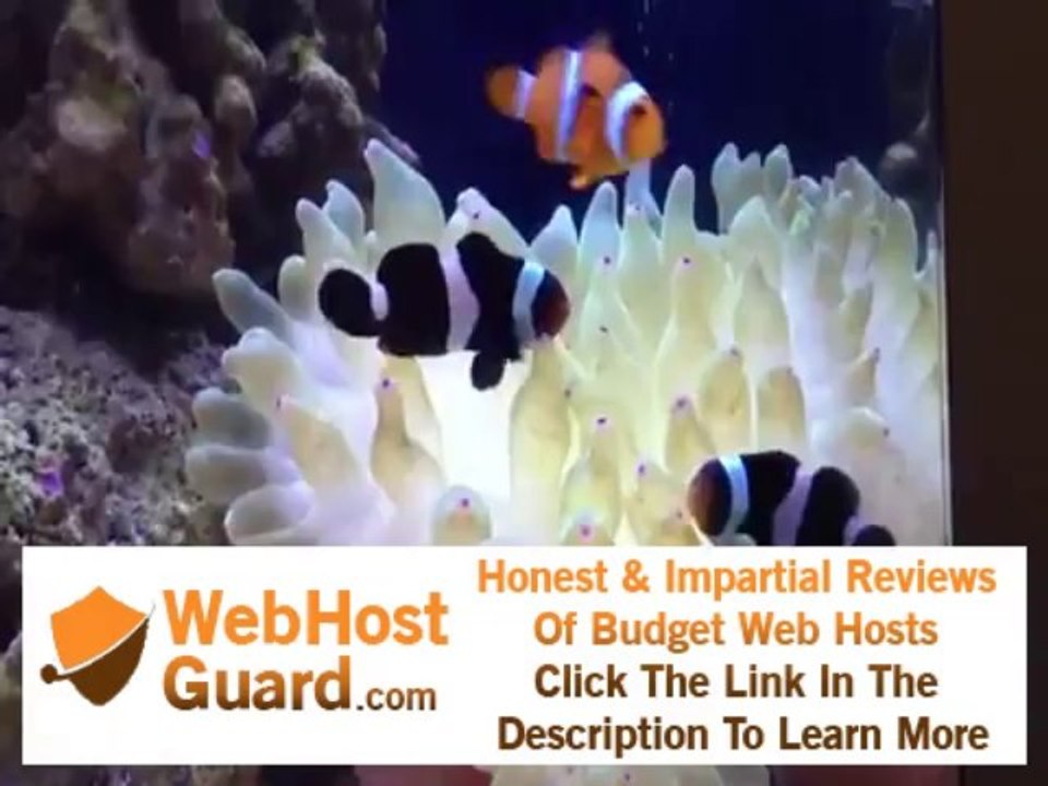 Black and Orange clownfish hosting bubble tip anemone