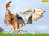 10 Awesome Facts About Owls