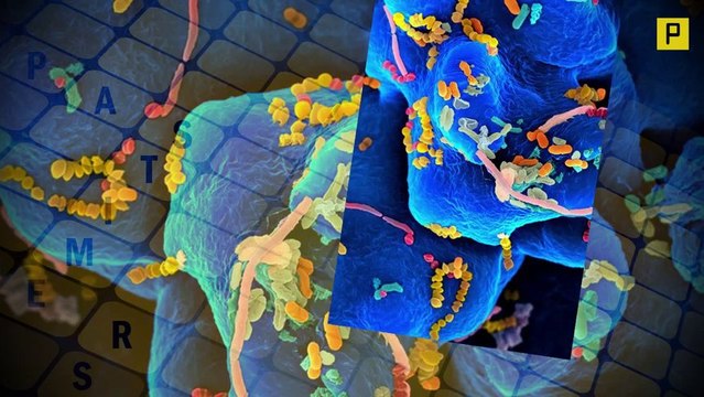 32 molecule discovered, kills the bacteria that causes tooth decay