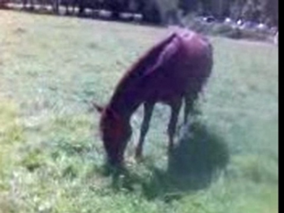 Hepson Ran Coquin