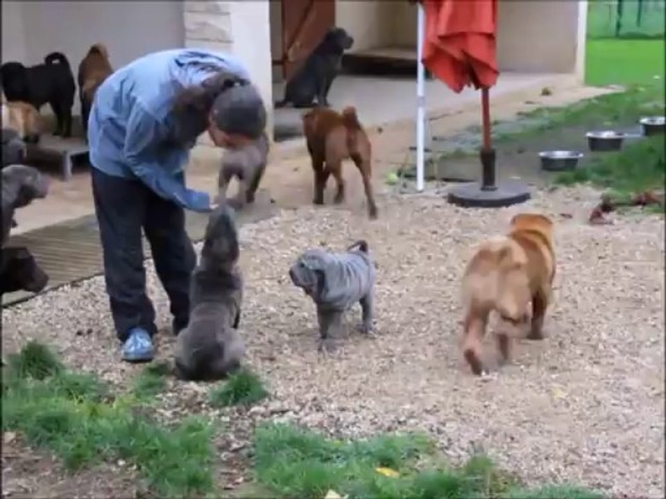 D Pei Blue Shanka au Nuorilang