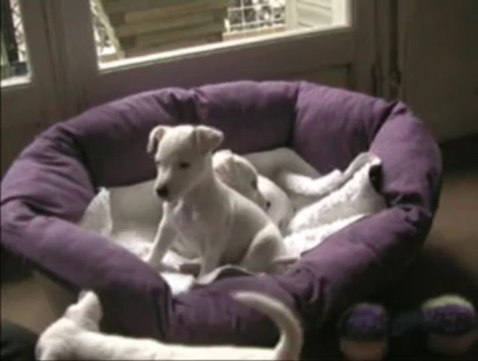 chiots fév.2012-bis