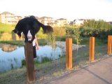 Lexi the Rescue Dog Displays Incredible Tricks