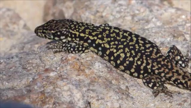 Lézard des murailles chasse sur la plage