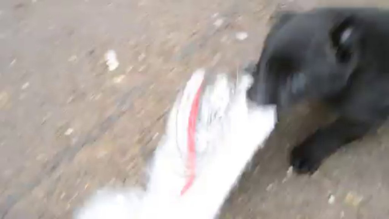 Femelle Collier jaune