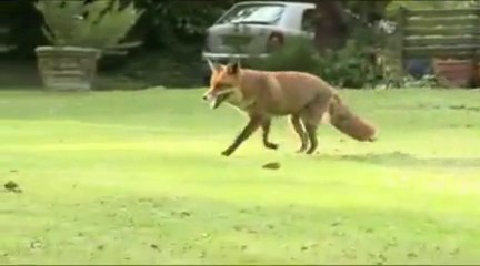 Elderly Man Explains The Nature Of His Pet Fox
