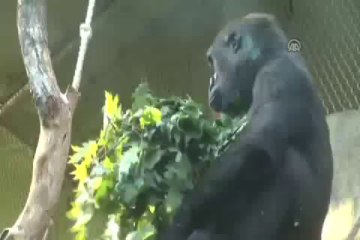 Gorilin adını halk seçiyor