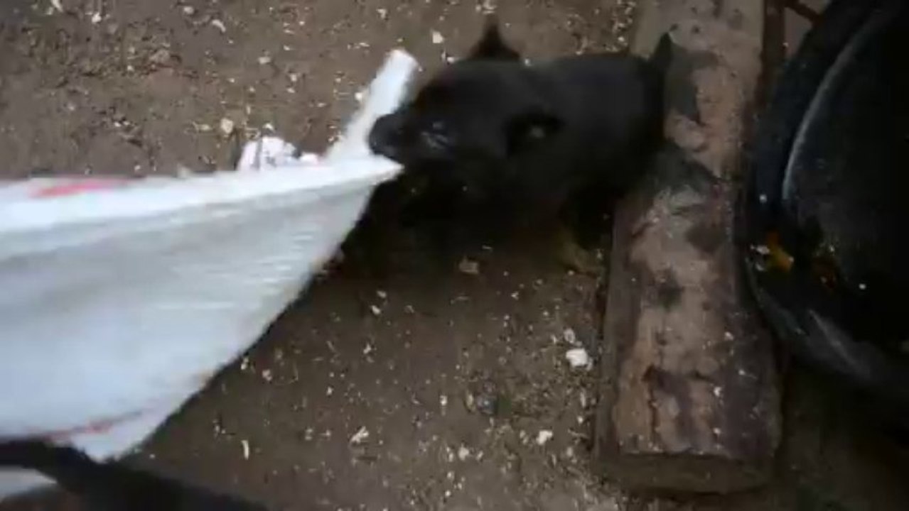 Indigo the Horde of Angels