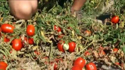 La sécurite alimentaire