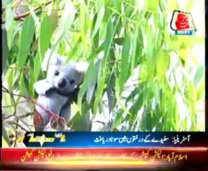 Australia gold in Eucalyptus trees