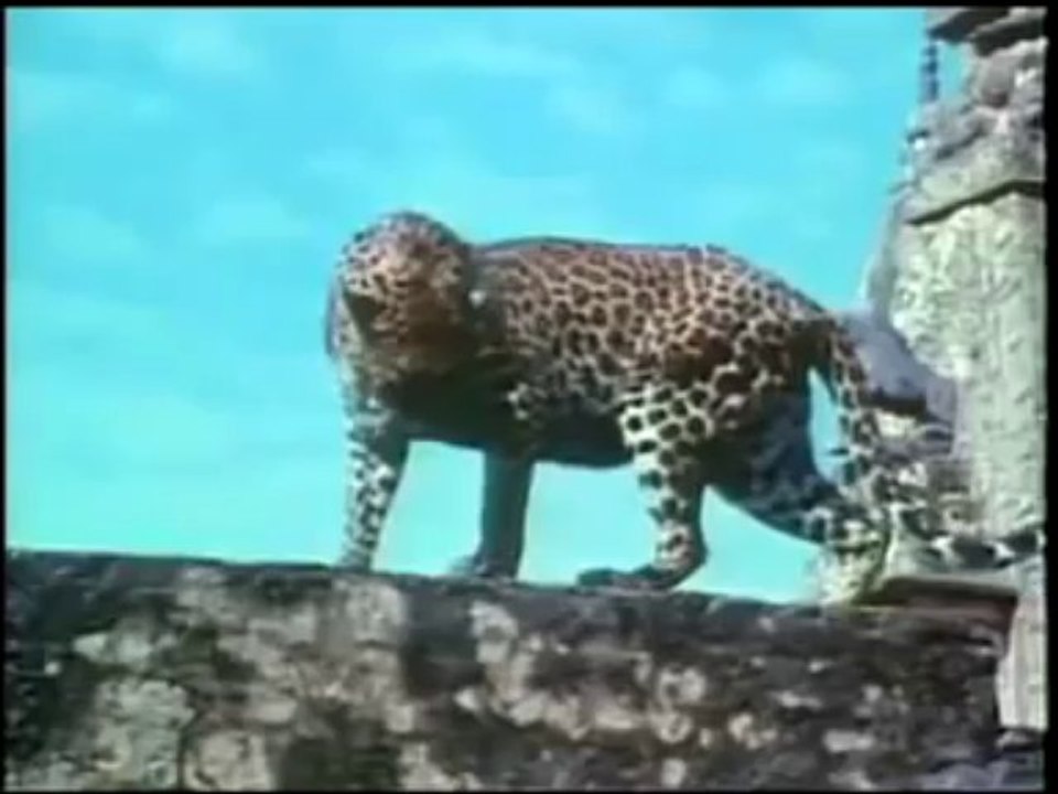 LEOPAR SIRTLANLA KAPIŞIYOR