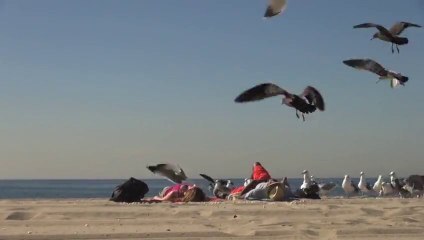 下载视频: Attirer des Mouettes sur des gens qui bronzent sur la plage : Caméra caché bien fun!