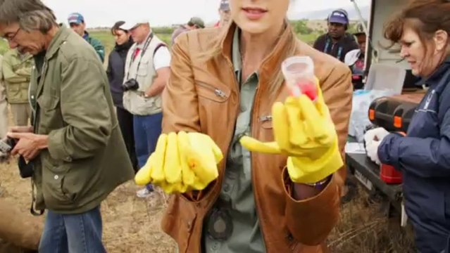 Poisoning rhino horns to prevent poaching