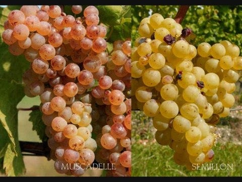 CHATEAU MONTDOYEN - Interview France Bleu Périgord- Dégustation Bergerac Blanc Sec 2011 Un point, c'est tout!