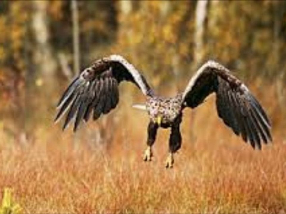 L'AIGLE  DU  ROCHER  DE  CIRE