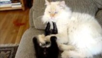 Naughty Kitten Annoys Sleeping Cat