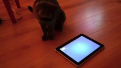 Beau chartreux jouant avec l'iPad