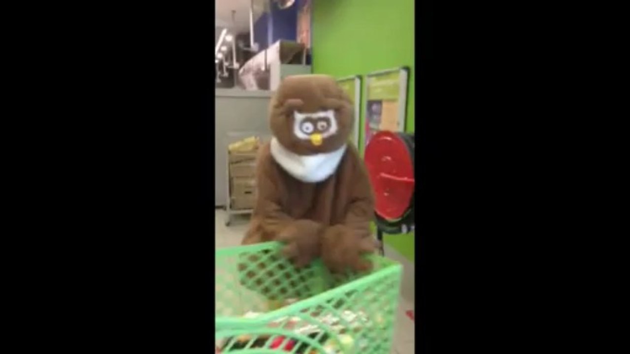 un hibou chez Carrefour