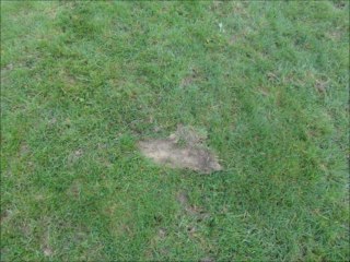 131110 terrain honneur