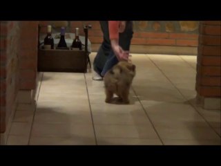 chiot spitz poméranian