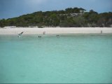 Cochonnes sur une plage aux Bahamas