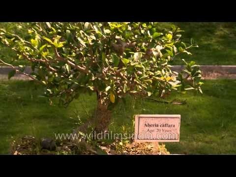 Dwarf Aberia Caffara (20 years old) at Lalbagh botanical garden, Bangalore