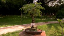 30 years old Albizzia rechardian at Lal Bagh Botanical Garden, Bangalore