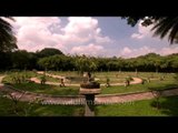 10 years old Ficus nutans at Lalbagh Botanical Garden