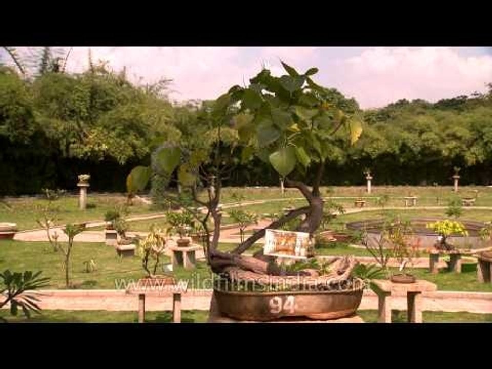 Dwarf Ficus Religiosa (30 years old)