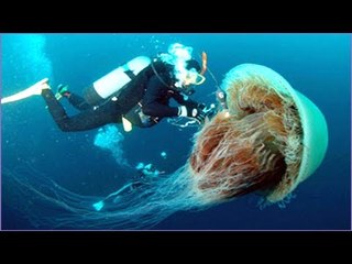 Robotic jellyfish exterminator can clean out 900 kilograms of jellies in an hour