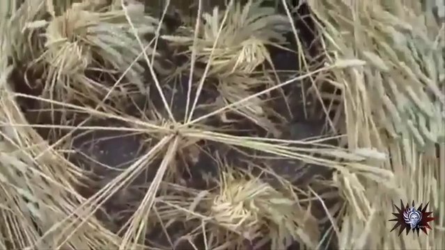 OVNIS REALES filmados haciendo Circulos en las cosechas en Wiltshire, Inglaterra