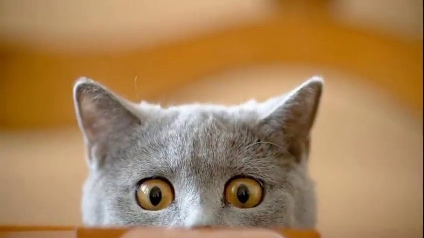 Quand Ton Chat De Pourri Ta Photo Compil De Photobomb De Chats Mediacom