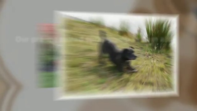 Glucosamine Joint care for Dogs Contains Chondroitin and MSM