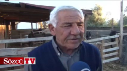 Eşek sütünden sabun yaptılar