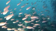 Epave Le togo 58m plongée sous marine
