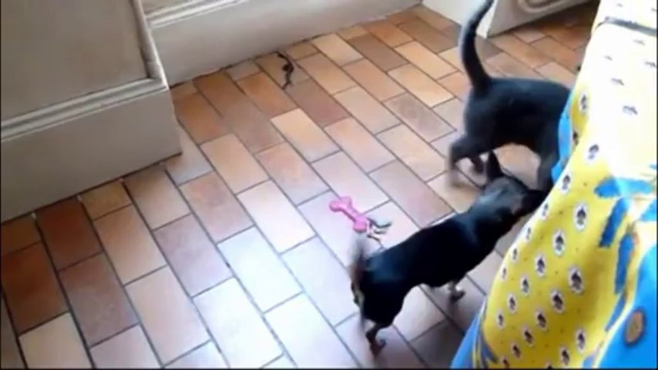 Chartreux joue avec une Chihuahua