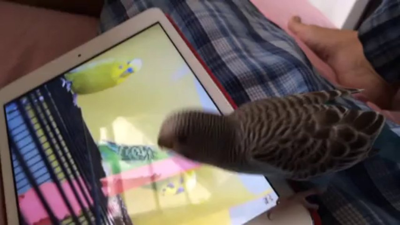 Budgie Watching other Budgies